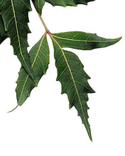 Cargar imagen en el visor de la galería, Naissance Olio di Neem Biologico (No. 235) - 100ml - Puro, Naturale, Pressato a Freddo - per Corpo, Capelli, Cicatrice, Cani e Piante