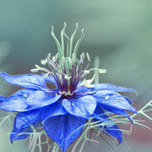 Cargar imagen en el visor de la galería, Naissance Olio di Cumino Nero (Nigella Sativa) (No. 213) 225ml – Naturale, Non Raffinato, Vegano, Senza Esano, non OGM
