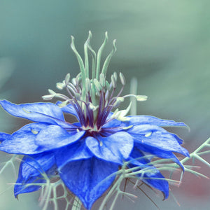 Naissance Olio di Cumino Nero (Nigella Sativa) (No. 213) 225ml – Naturale, Non Raffinato, Vegano, Senza Esano, non OGM